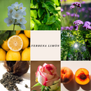 Room Spray Verbena & Limon 375 ml